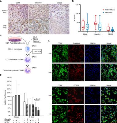 Tumor-associated macrophages respond to chemotherapy by detrimental transcriptional reprogramming and suppressing stabilin-1 mediated clearance of EGF